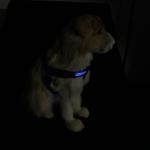 Rechargeable Sport LED Dog Harness Soft With Battery Flashlight