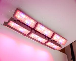 Wholesale 300Wled plant light led plant led grow lgihts for LED horticulture lighting big power laser light led from china suppliers