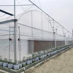 Turnkey Projects Installed Commercial Hydroponic Plastic Film Green House Multi