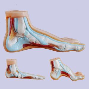 Wholesale Life Size 3 Parts Bow / Flat / Normal Foot Anatomy Model For Medical Teaching from china suppliers