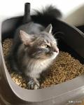 Supremely Scented Cat Litter Powder For Long Lasting Freshness HACCP Certified