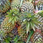 Pharmaceutical Bromelain Enzyme 600GDU Bromelain Powder CAS 9001-00-7
