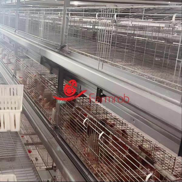 50000 Pullets Poultry Battery Cage System with Professional Laser Bending