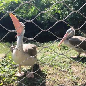 Wholesale Ferrule Wire Rope Stainless Steel Cable Mesh for Zoo Bird Aviary Net from china suppliers