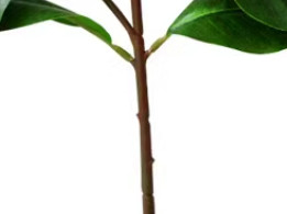 Custom Silk Artificial Gardenia Flowers Bouquet Arrangements