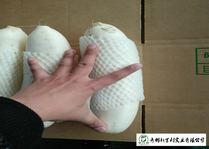 Natural Big White Radish Rich Nutrition Own Base For Human Health