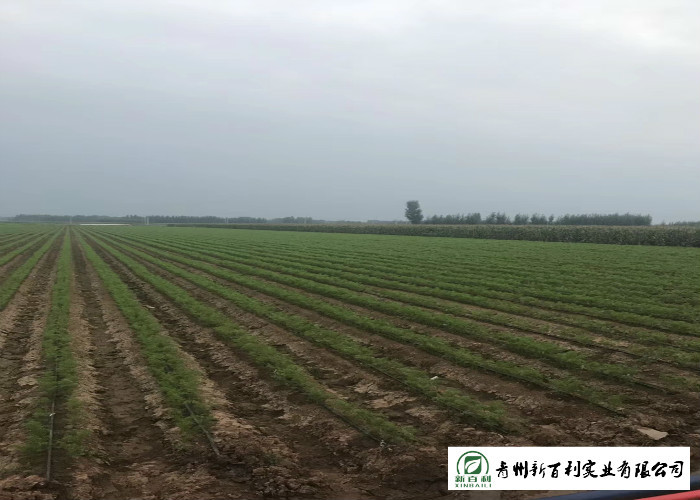 Japan Standard Fresh Organic Carrots Own Plantation Supply To Supermarket