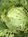 Bio pesticide company cabbage worm caterpillar control organic