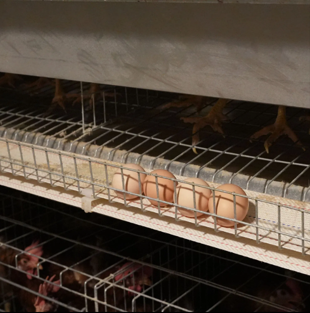 High Efficiency Easy Setup Poultry Farming Equipment with Hot Dip Galvanized Steel Automatic Poultry Cage System