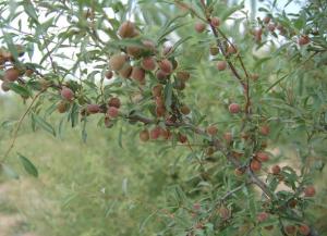 Wholesale Amygdalus pedunculatus pall Oil with 96~98% unsaturated fatty acid from china suppliers