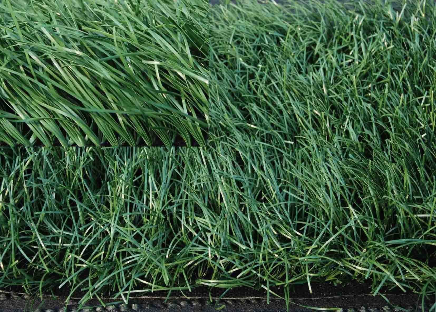 CPP+PP Backing 5/8 Guage Football Artificial Turf 8-10 Warranty Years Environmental Friendly Low Maintenance