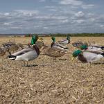 Silhouette Mallard Drake Hen Hunting Decoy 43x26CM 45x22CM 48x18CM Light Weight