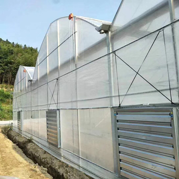 Polyethylene Film Galvanized Steel Structure 6mm Greenhouse Plastic 0