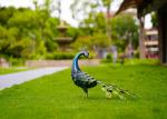 Colorful Animal Peacock Metal Garden Ornament Artistic Weatherproof