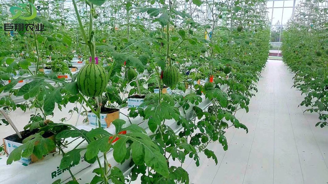 Agriculture Poly Tunnel100% Blackout Automatic Light Deprivation Greenhouse for Canada / USA