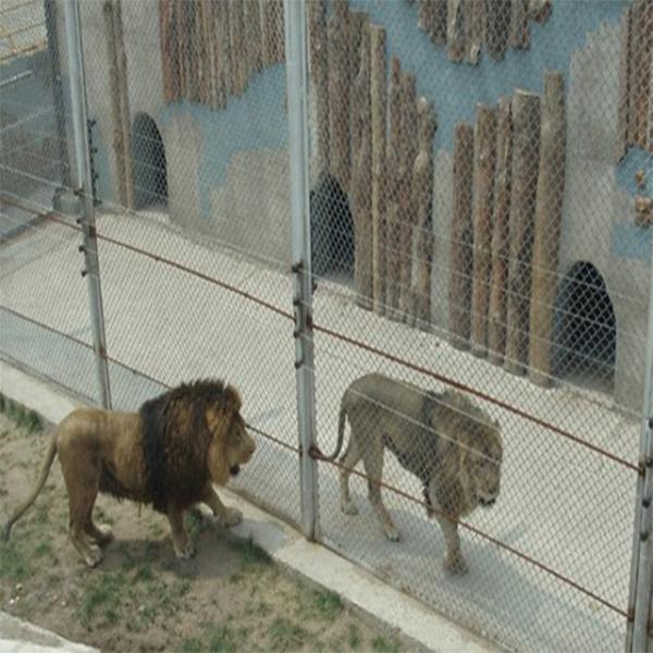 Stainless Steel Rope Wire Mesh