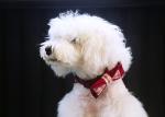 Wide Yellow Red Nylon Dog Collars Personalised Christmas Thanksgiving Dog Bow