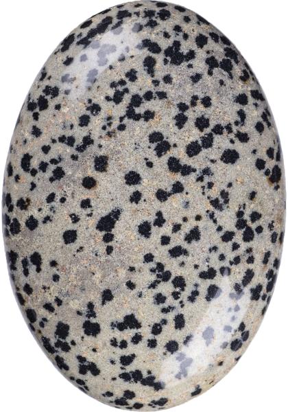 Natural Polished Dalmatian Jasper Palm Stone Oval Shaped Dalmatian Crystal