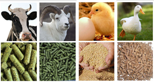 animal feed production line