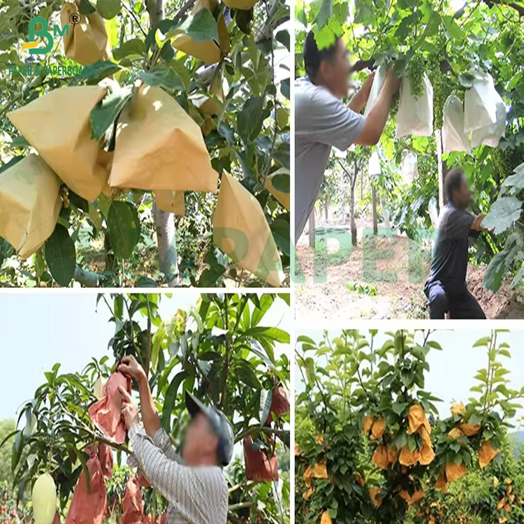 54g 56g Single Or Double Layer Mango Fruit Growing Protection Cover Bag Paper