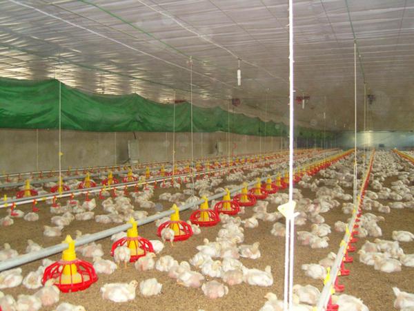 Auto Oil-burning Heating Machine for poultry