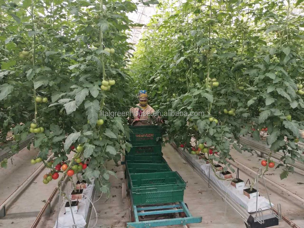 Food Grade PVC Planting Trough for Large-Scale Hydroponic Greenhouse Growing System