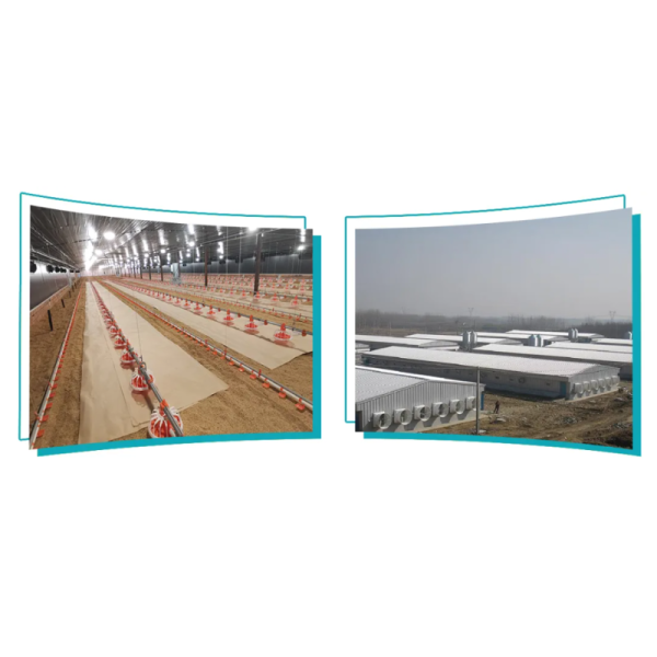 Corrosion Resistant Poultry Equipment with Adjustable Ventilation System for Automatic Feeding and Egg Collection
