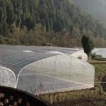 Polyethylene Film Greenhouse Agritulture Tunnel Plastic Greenhouse For Plant