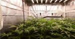 400 Watt 390nm Horticulture LED Grow Lights For Seeding