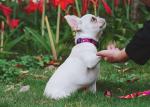 Sublimation Metal Buckle Dog And Leads 3 4 Inch Outdoor Dog Accessories