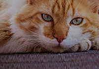 Customizable Size Claw Grinder Round Cat Scratching Board