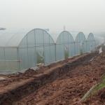 Wind Resistant Agriculture Plants Growing Hydroponic System Poly Film Multi Span