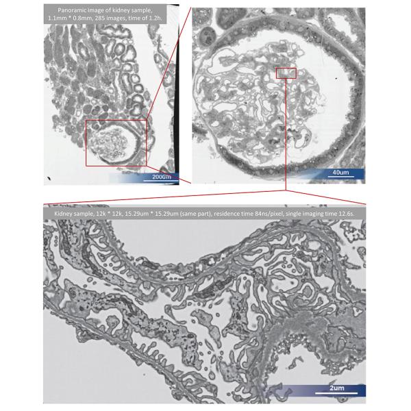 OPTO-EDU A63.7235 High-Throughput Field Emission Scanning Electron Microscope 12KV 600000x