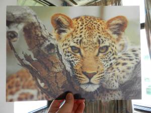 Wholesale OK3D whole 3D animal Printing photo with strong 3d deep depth effect printed by UV offset printer from china suppliers