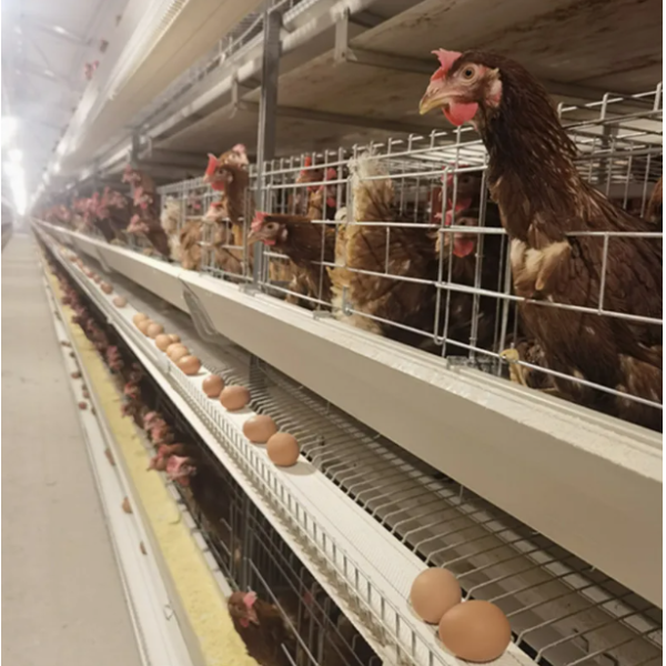 4 Tier H Type 12000 Capacity Fully Automatic Pullet Cage for Broiler Chicken Farming