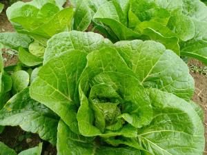 Wholesale Natural Hue Big Size Dark Green Cabbage / Good Taste Small Green Cabbage from china suppliers