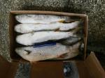 500g Frozen Grey Mullet