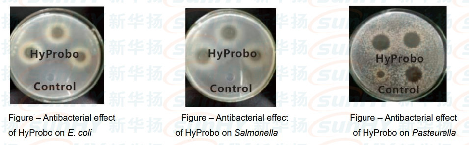 Microbial Probiotics For Cattle Feed