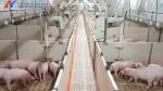 Steel Pig Farm Shed Piggery Equipment Feeding Accessories Customized