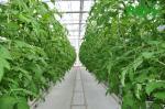 Professional Intelligent Glass Greenhouse For Tomato / Pepper / Cucumber