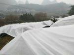 Hydrobilic Agriculture Non Woven Fabric PP Winter Protection No Pollution For
