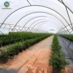 Customized Color Plastic Cover Greenhouse For Blueberries Growth
