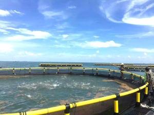 Wholesale Freshwater Lake Fish Farming Culture Cage with Floating Pipe 200mm/250mm/315mm/350mm/400mm/450mm/500mm from china suppliers