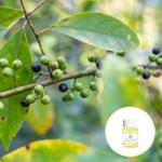 67%Min Purity Food Grade Litsea Cubeba Essential Oil As Food Additive