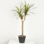 Flexible Glue Faux Dracaena Plant Black Plastic Pot 45 CM 62 CM 82 CM