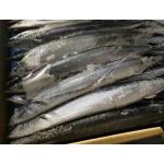All Size Sea Frozen BQF Pacific Saury Cololabis Saira