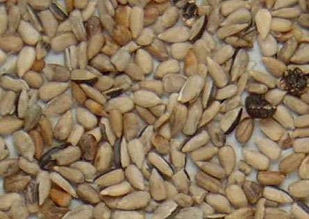 Intelligent Sunflower Seed Color Sorter Machine With Led Light Source