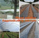 Agricultural Perforated Biodegradable Mulch Film Mulch Film Gardening Farming