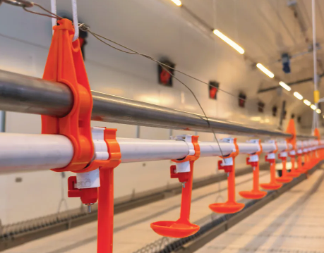Galvanized Steel Adjustable Height Corrosion Resistant Poultry Feeding System for Broilers