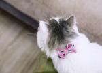 Cat Dog Bowtie Red Pink Small Large Bow Tie Dog Collar Christmas Support